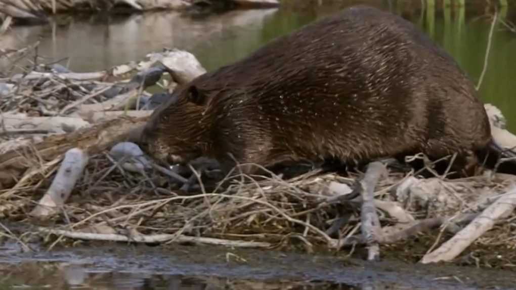 Bobor ohrozuje v Javorovej doline zdroj pitnej vody, opatrenia však musia byť šetrné aj k tomuto hlodavcovi