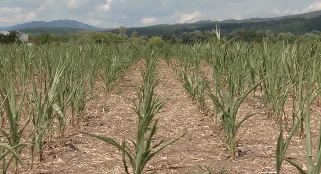 Nedostatok krmovín ohrozuje hospodárske zvieratá. Farmári hovoria o redukcii chovu