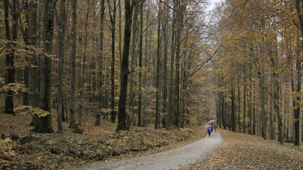 Pre ťažbu dreva prídu Karpaty každú hodinu o štyri hektáre lesa