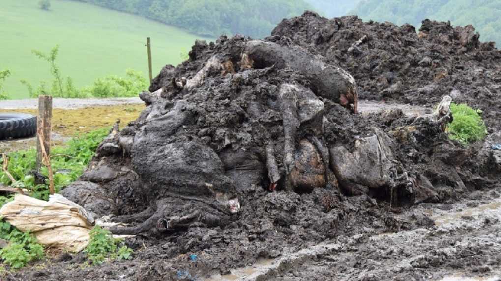 Konateľ firmy zanedbaný dobytok nechával zakopať na hnojisko