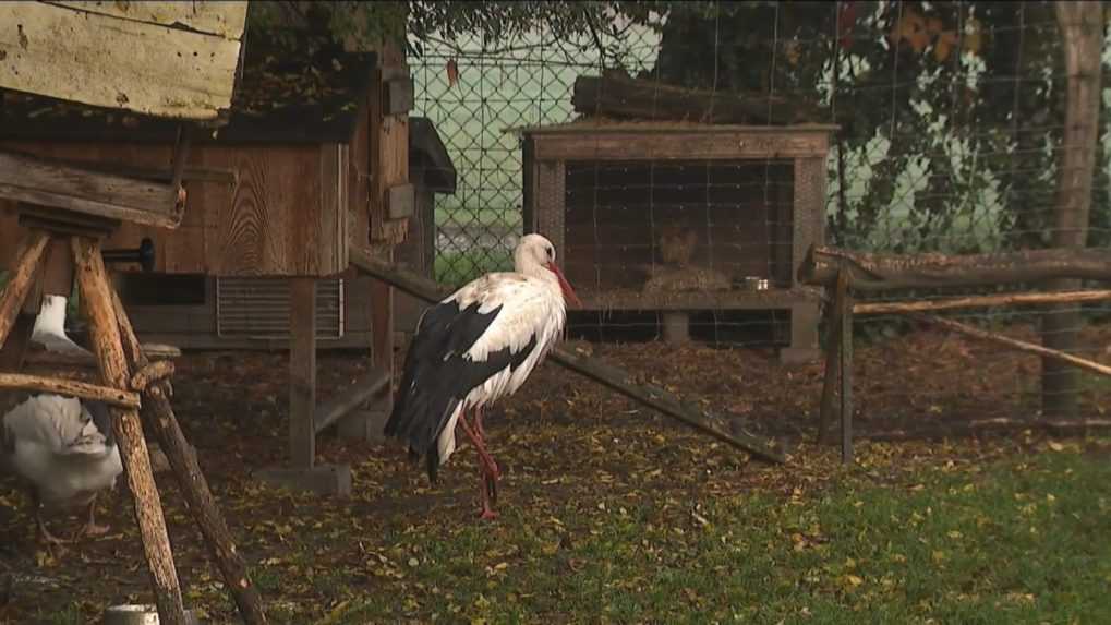 Záchranné stanice pre divokú zver bojujú s nedostatkom peňazí