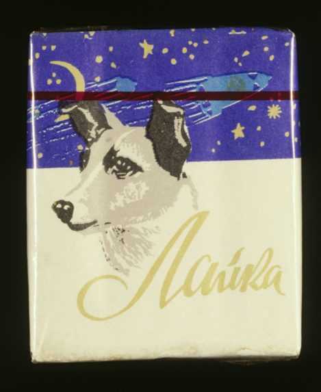 Na ilustračnej snímke Lajka.