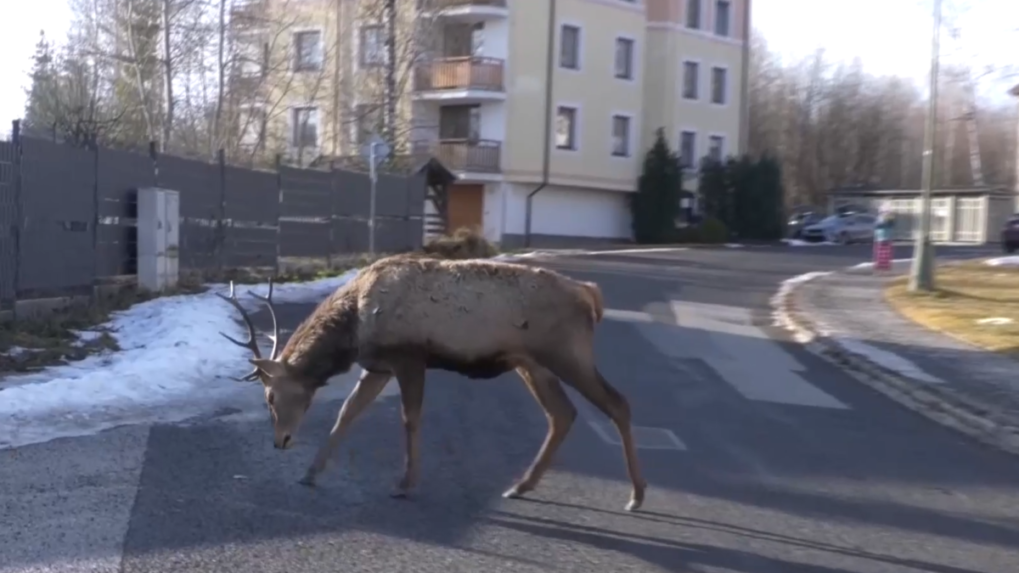 Osud jeleňa z tatranského sídliska je spečatený