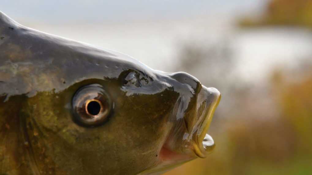 Ilustračná snímka ryby.