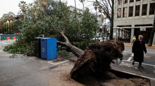 Na snímke vyvrátený strom na ulici.