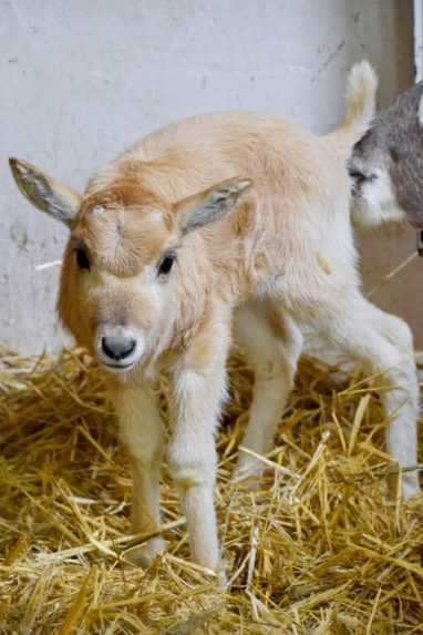 Na snímke je mláďatko púštnej antilopy.