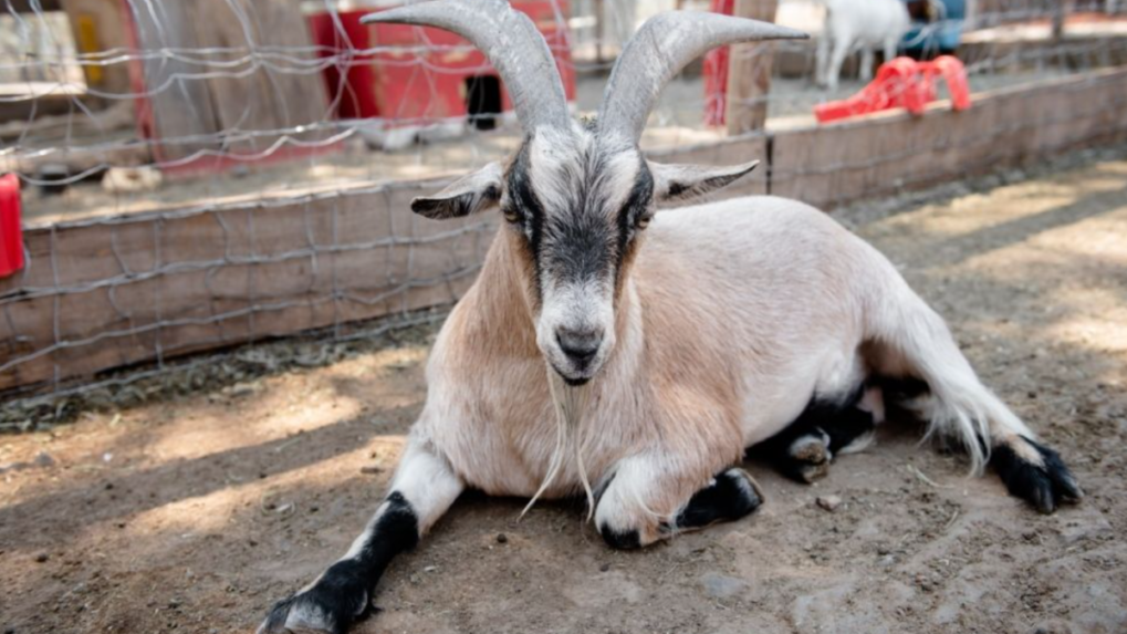 Riaditeľ mexickej zoo predával mäso z ohrozených druhov zvierat