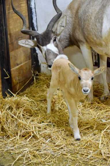 Na snímke je mláďatko púštnej antilopy.