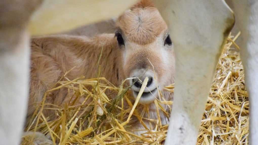 V bratislavskej zoologickej záhrade sa narodilo prvé tohtoročné mláďatko