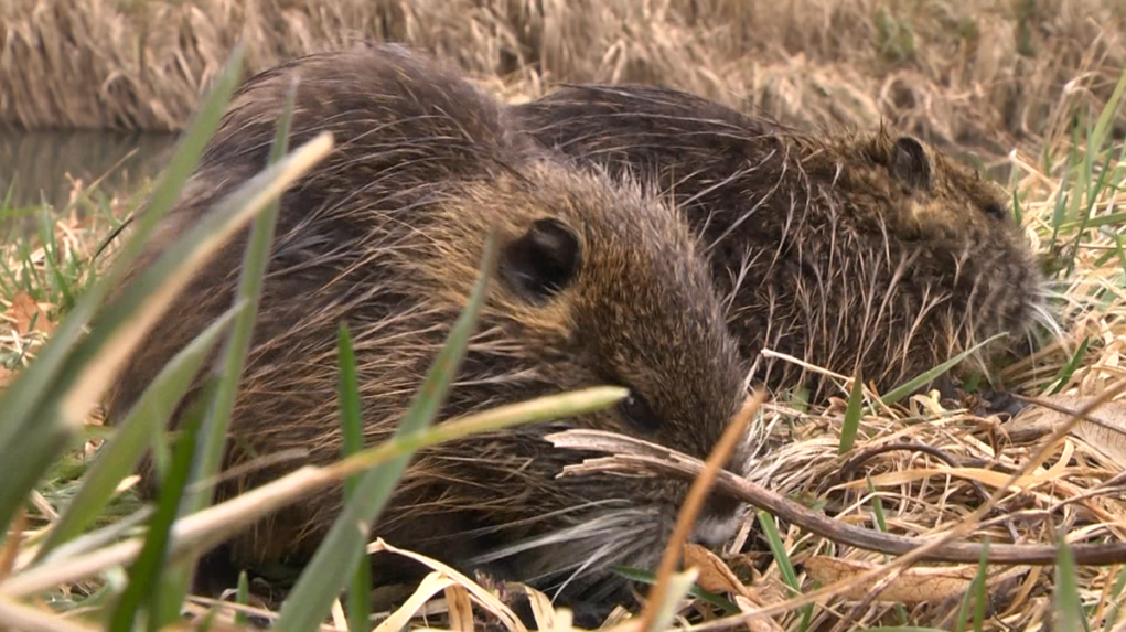 Vo Veľkom Kýre niekto zabíja nutrie kovovými šípkami