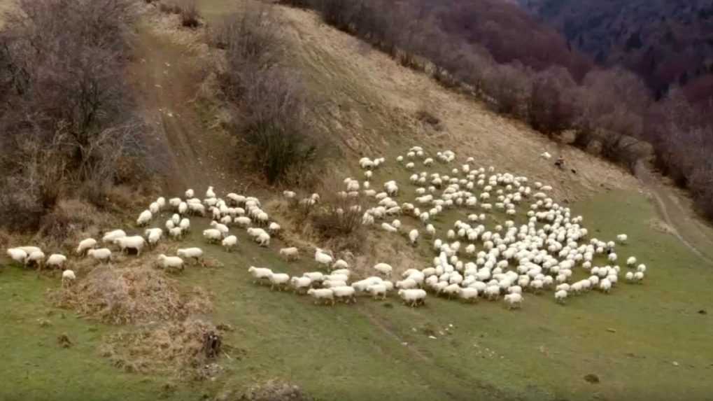 Jahňacina ako veľkonočný luxus? Chovatelia to chcú zmeniť, od štátu požadujú podporu