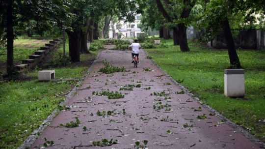 Na ilsutračnej snímke ide cyklista po chodníku ktorý je plný popadaných vetiev zo stromov.