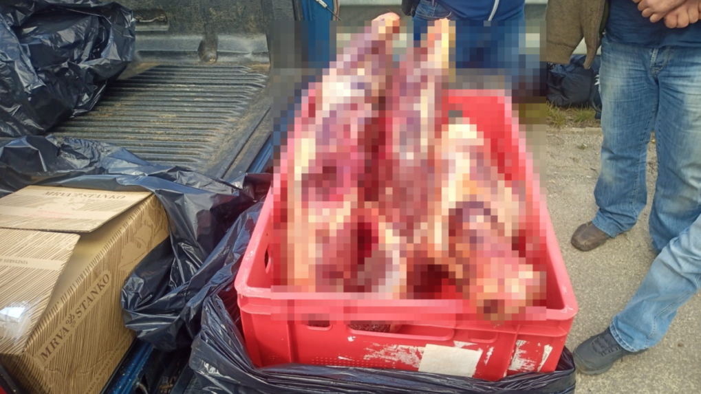 V motorovom vozidle prevážali nelegálne ulovenú samicu medveďa hnedého.