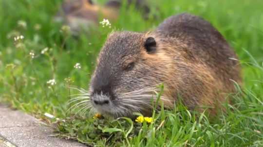 Na snímke je nutria.