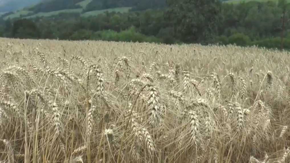 Clá na ruské a bieloruské obilie by sa mohli zvýšiť. Navrhla to eurokomisia