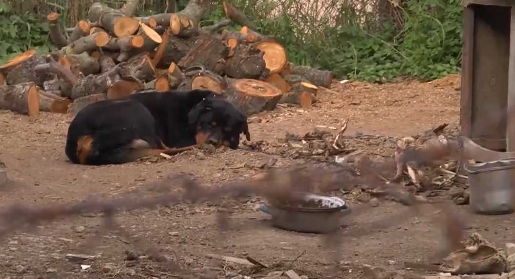 Pes na reťazi v obci Bátorove Kosihy.