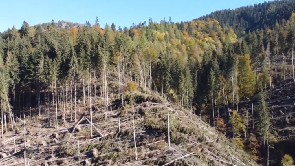 Stromy sa budú vysádzať podľa danej lokality. Lesníkov a ochranárov spojila zmena klímy