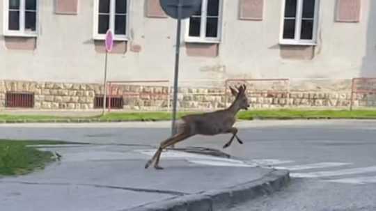 Na snímke srnec v centre Košíc.