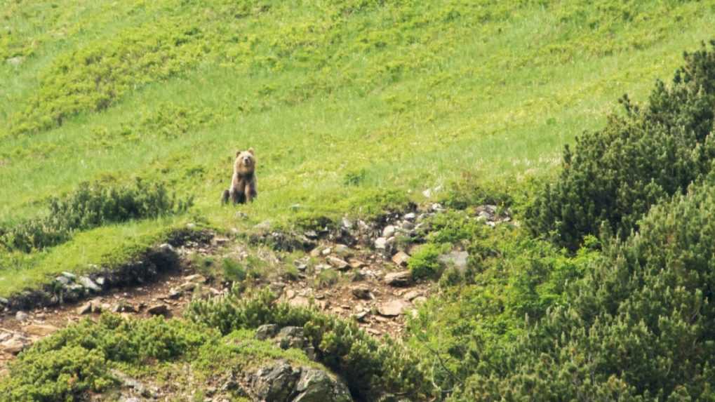 Na mestskom cintoríne v Ružomberku bojujú s medveďmi. Lákajú ich sviečky a ostávajú po nich iba plasty