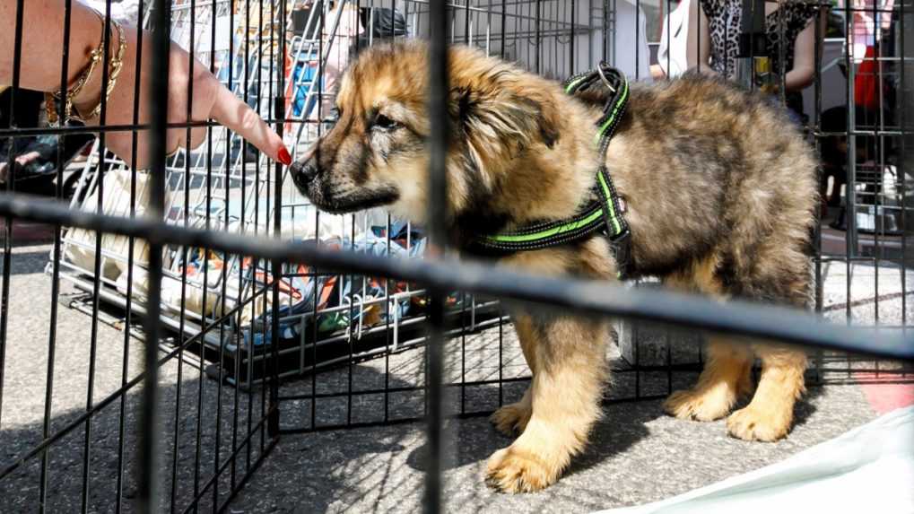 Útulky hlásia kritický stav. Starosť o zvieratá im komplikujú vysoké ceny aj málo adopcií