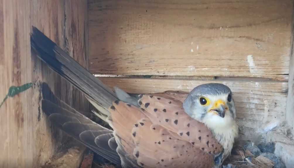 Hniezdia vám na balkóne či v záhrade vtáky? Neničte hniezdo, môže vám hroziť pokuta i trestné stíhanie