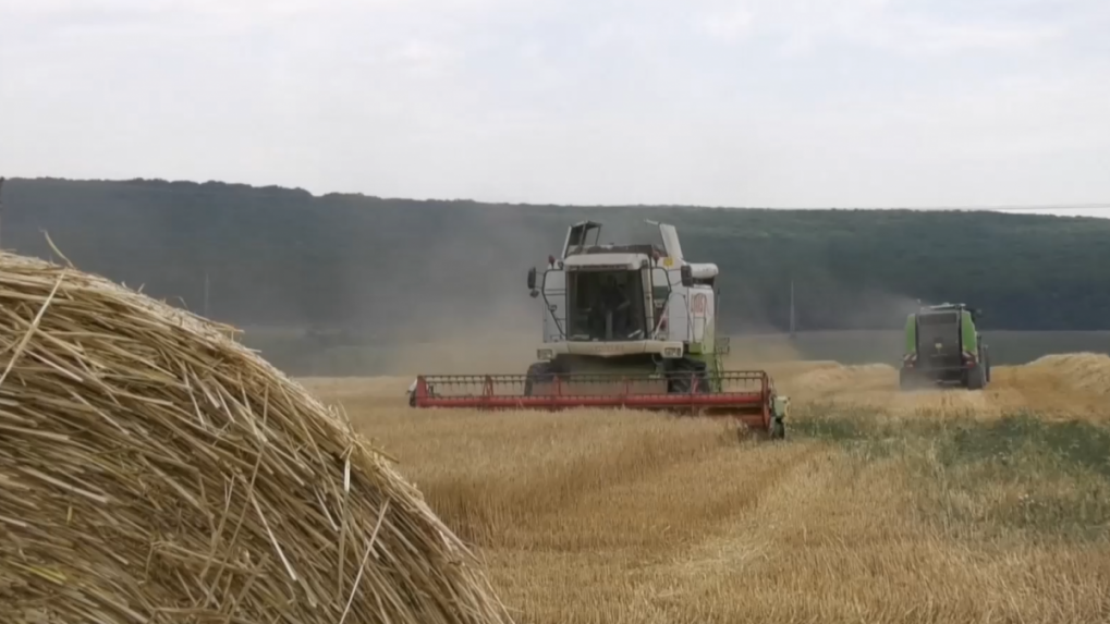 Žatva sa v mnohých regiónoch oneskorí. Môžu za to dažde a chladnejšie počasie