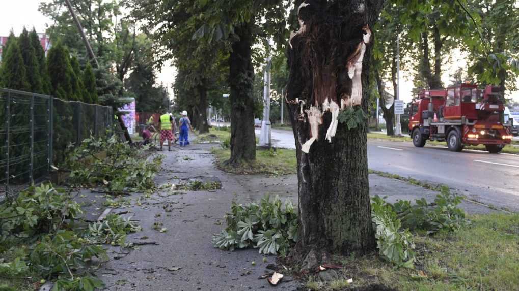 Na nímke poškodený strom hneď vedľa chodníka.