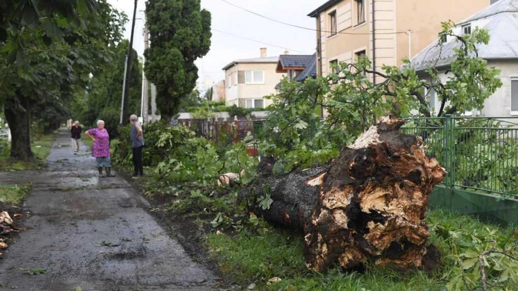 Na snímke vyvrátený strom položený vedľa