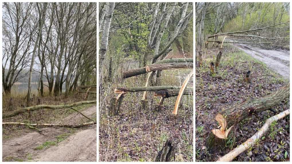 Muž v hlavnom meste vyrúbal desiatky stromov, pátra po ňom enviropolícia