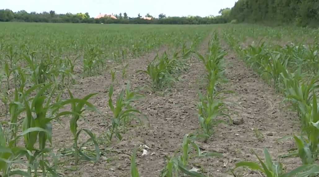 Európska komisia chce uvoľniť pravidlá pre geneticky modifikované potraviny