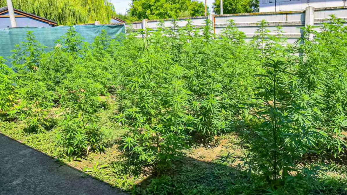 Zaistili aj 189 kusov zelenÃƒÂ½ch rastlÃƒÂ­n s podozrenÃƒÂ­m, Ã…Â¾e ide o konopu.