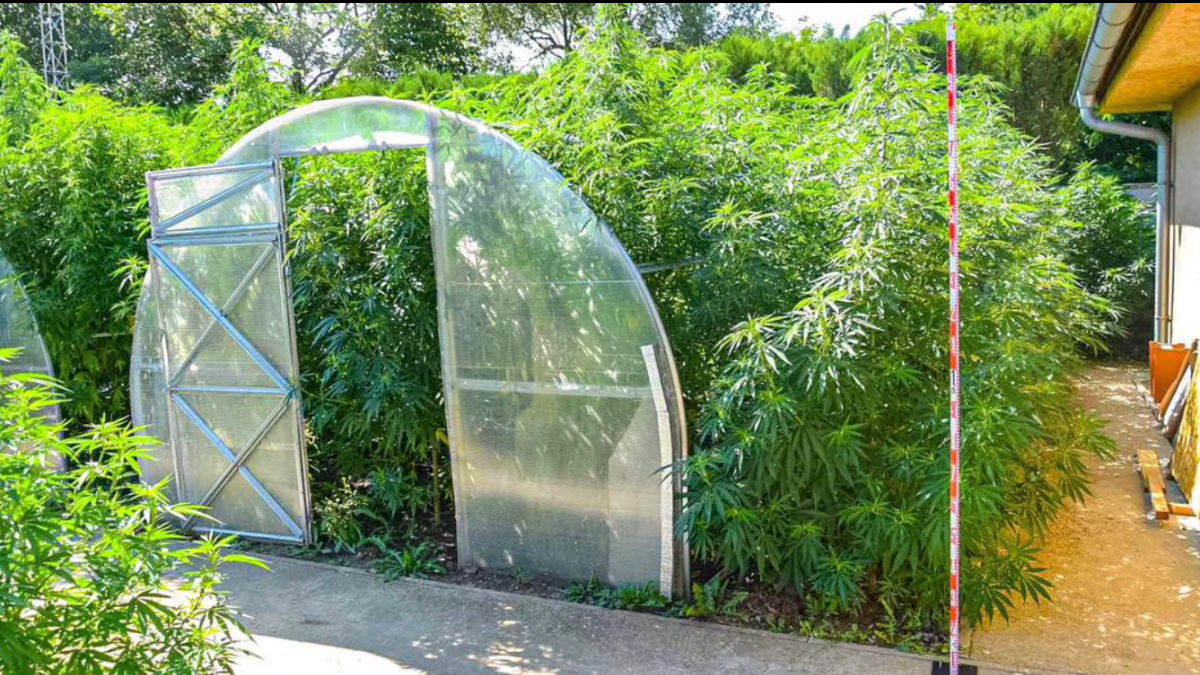 Ã…Â alianski kriminalisti zaistili rekordnÃƒÂ© mnoÃ…Â¾stvo drogy.