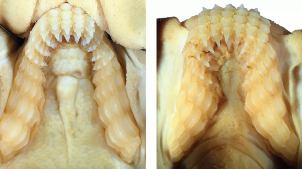 Horná a dolná čeľusť zo zachovaného exemplára samice tohto žraloka.