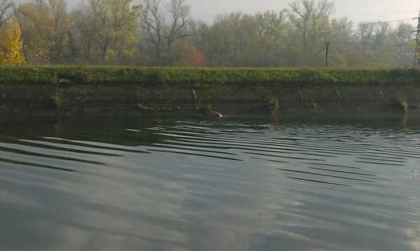 Z&Atilde;&Acirc;&iexcl;chrana jele&Atilde;&Acirc;a v deriva&Atilde;&Acirc;nom kan&Atilde;&Acirc;&iexcl;li V&Atilde;&Acirc;&iexcl;hu.