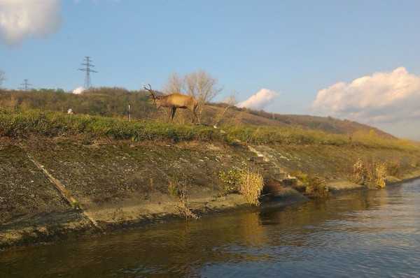 Z&Atilde;&Acirc;&iexcl;chrana jele&Atilde;&Acirc;a v deriva&Atilde;&Acirc;nom kan&Atilde;&Acirc;&iexcl;li V&Atilde;&Acirc;&iexcl;hu.