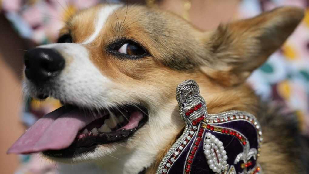 Na snímke corgi Maggie.