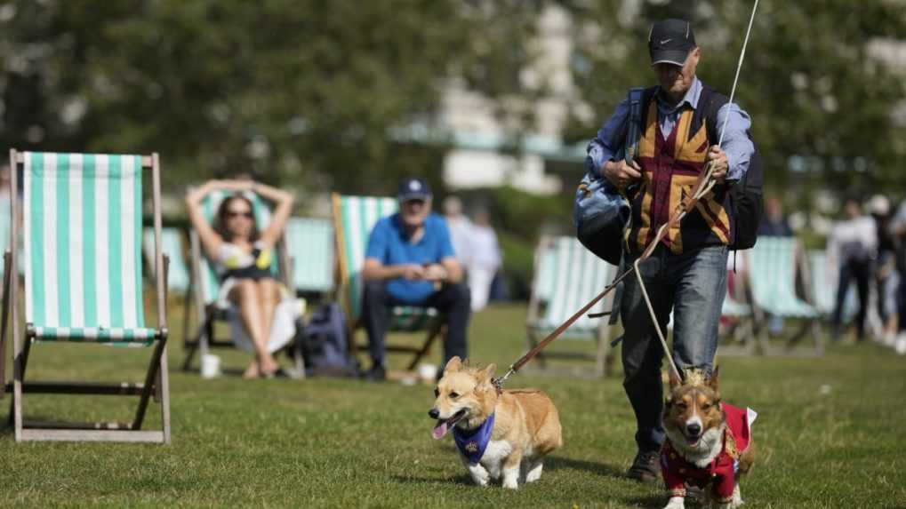 Psy corgi sa zúčastňujú pochodu milovníkov tohto plemena, aby tak vzdali poctu zosnulej kráľovnej Alžbete II.