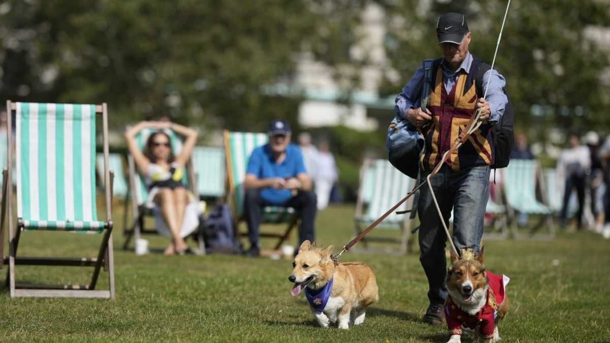 Psy corgi sa z&Atilde;&Acirc;&ordm;&Atilde;&Acirc;ast&Atilde;&Acirc;uj&Atilde;&Acirc;&ordm; pochodu milovn&Atilde;&Acirc;&shy;kov tohto plemena, aby tak vzdali poctu zosnulej kr&Atilde;&Acirc;&iexcl;&Atilde;&Acirc;&frac34;ovnej Al&Atilde;&Acirc;&frac34;bete II.