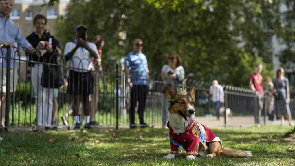 Jeden z účastníkov pochodu milovníkov psíkov plemena corgi Ruffus.
