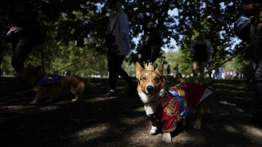 Majitelia psov plemena corgi sa zišli v Londýne, aby si pripomenuli zosnulú panovníčku Alžbetu II.