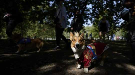 Približne dvadsiatka nadšencov vyobliekala svojich psov corgi do kráľovských šiat.