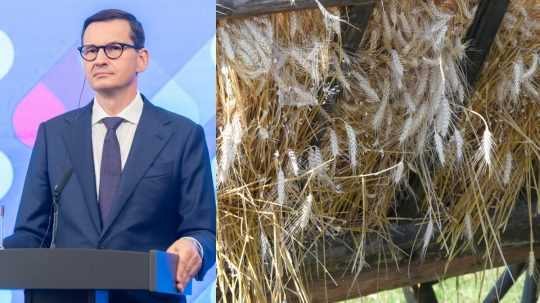 Premiér Poľska Mateusz Morawiecki vľavo, vpravo obilie.