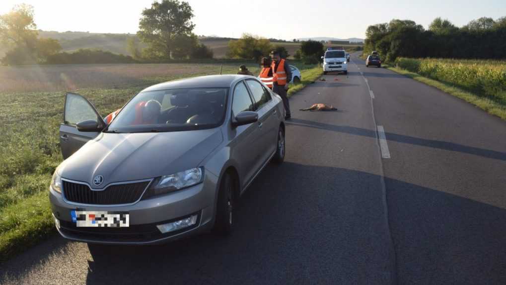 Policajti evidujú viacero kolízií s lesnou zverou: Pozor na rizikové oblasti. Ak dôjde k havárii, toto sú hlavné zásady