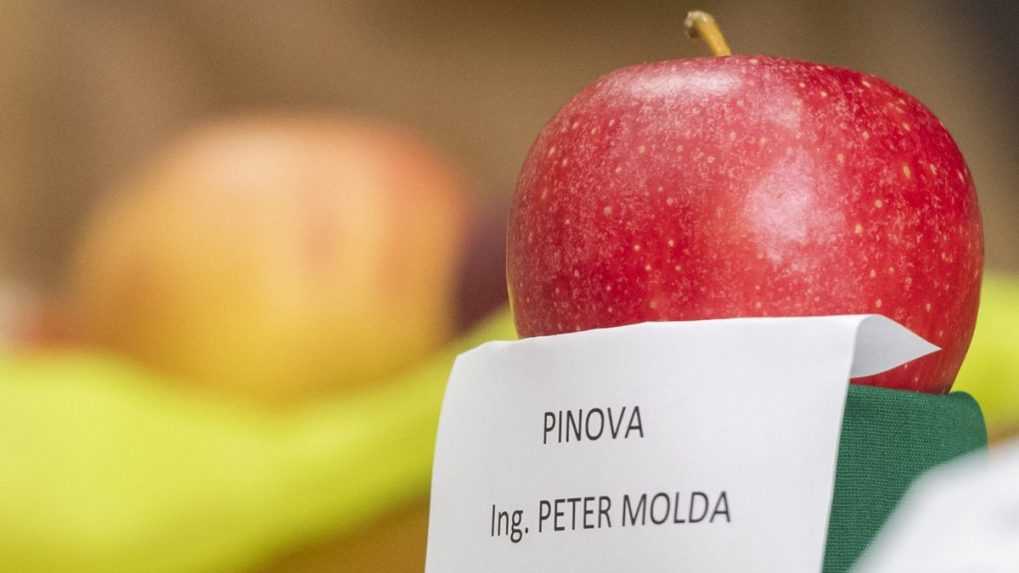 Víťazné jablko odroda Pinova.