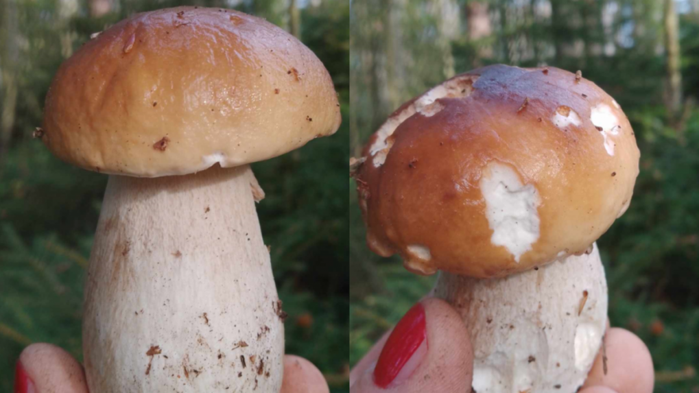 Víkendový úlovok pani Anežky Mitter z Martina, časť Ľadoveň.