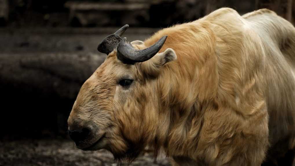 Na snímke takín zlatý.