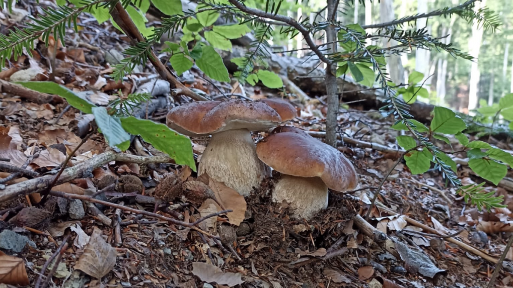 Mariánovi T. sa v okolí Kľaku podarilo nájsť aj takýchto dvoch krásavcov.