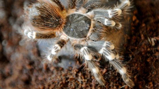 Na snímke tarantula.