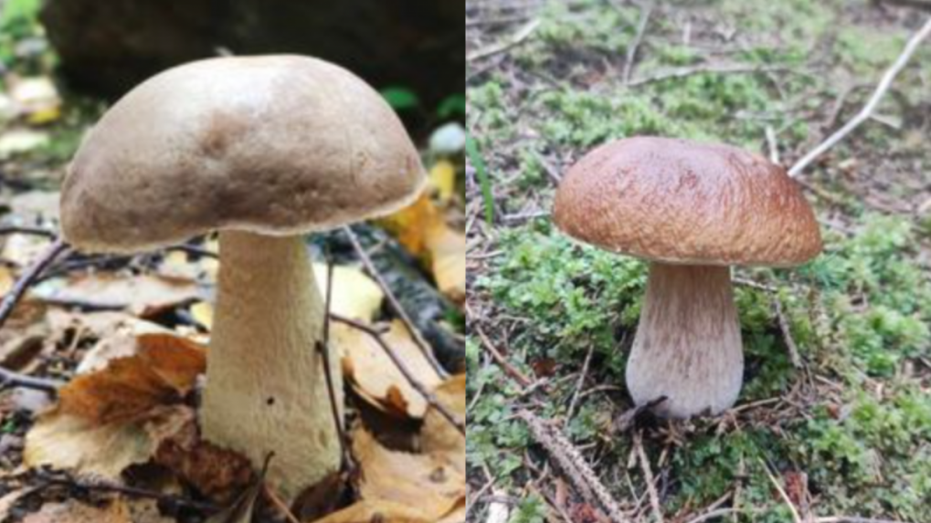 Úlovok, ktorý sa podaril pánovi Petrovi Čuvarskému.