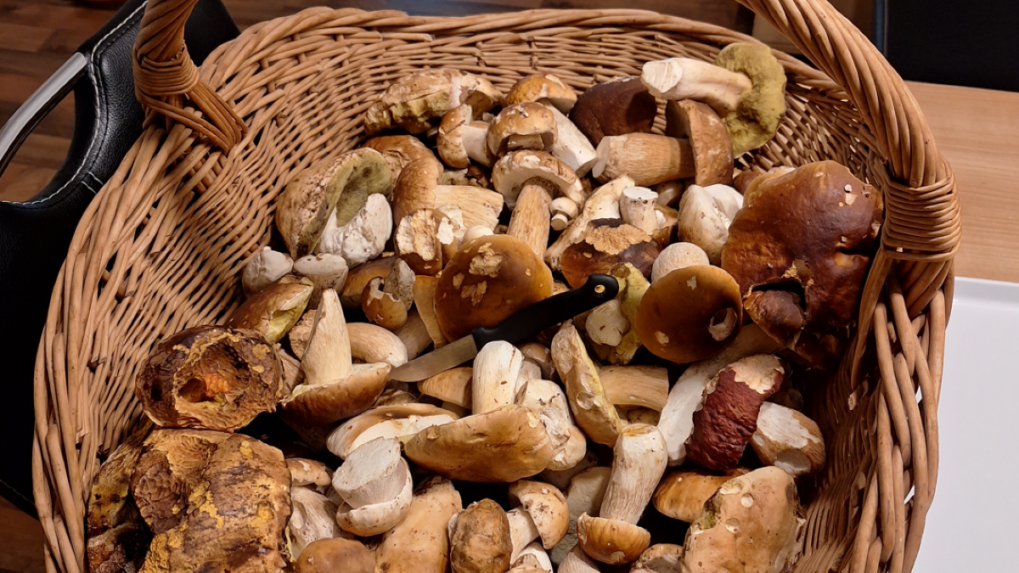 Z okolia Žarnovice si domov odniesla rodina Fumačových plný kôš.